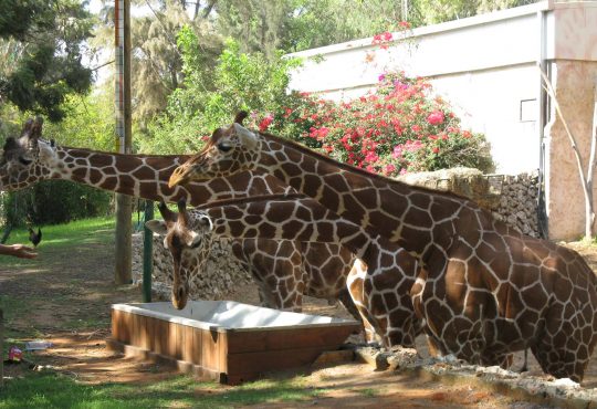 Safari Ramat Gan Zoo